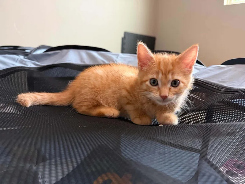 A baby medium-sized male Tabby (Orange / Red) Tabby cat named Cheerios for adoption in Omaha, NE