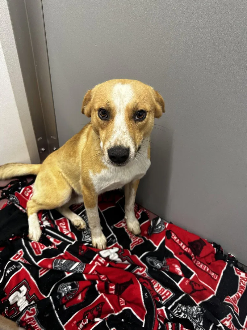 A young medium-sized male Border Collie dog named Hornet for adoption in Corning, AR