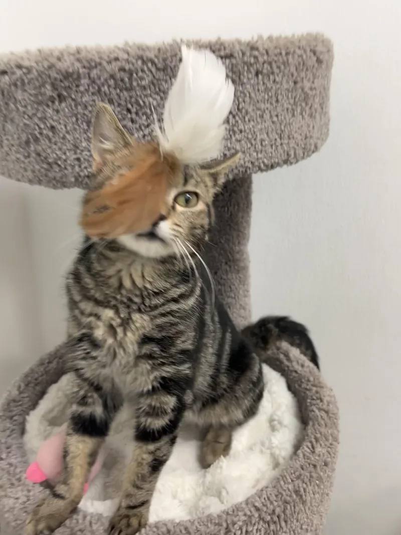 Valentino thumbnail 2