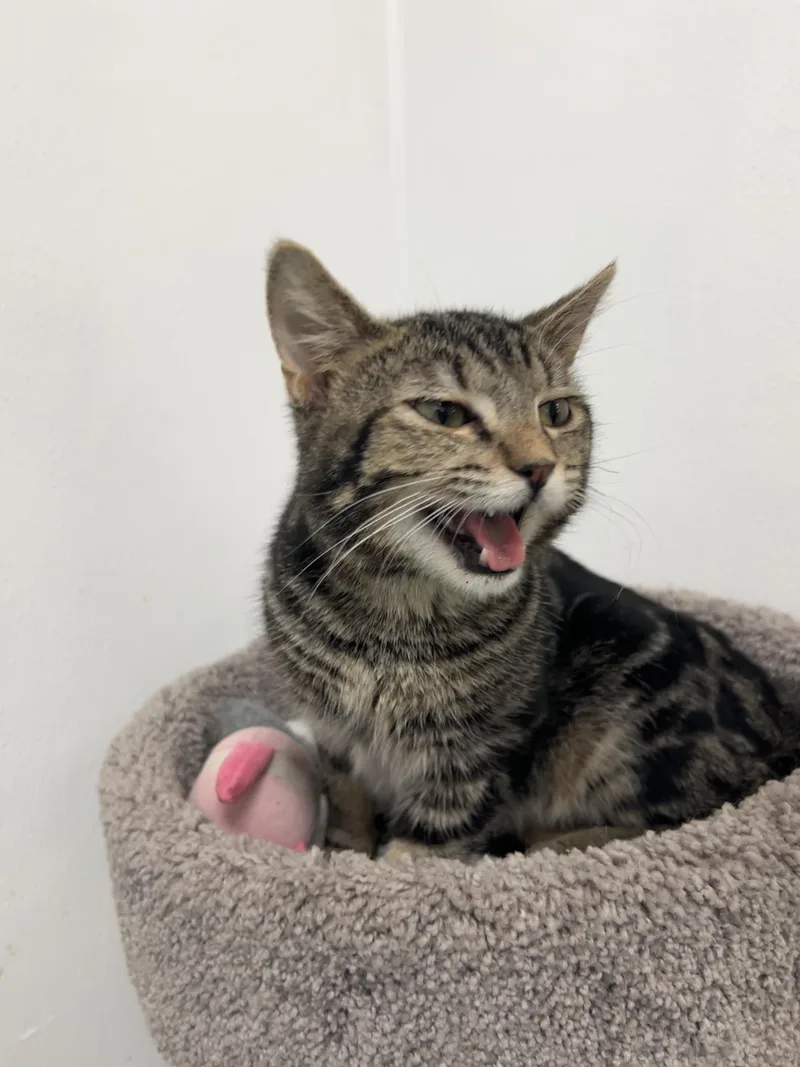 Valentino thumbnail 3