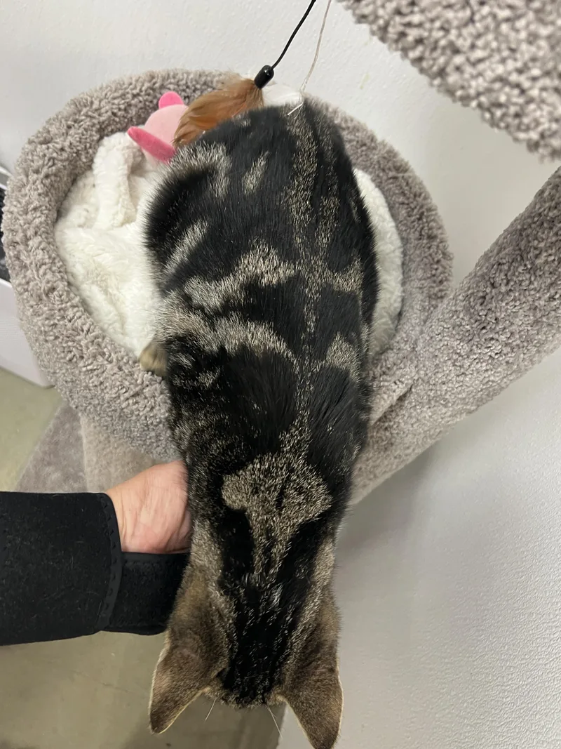 Valentino thumbnail 4