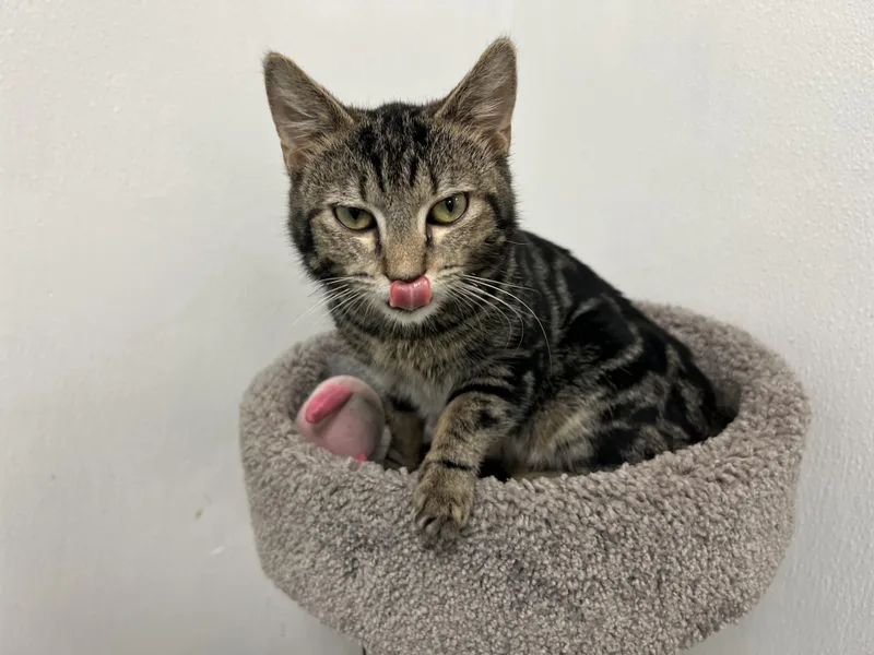 Valentino thumbnail 5