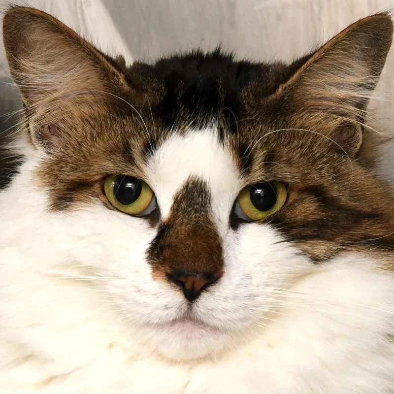 An adult large-sized female White Domestic Medium Hair cat named Celine for adoption in Natick, MA