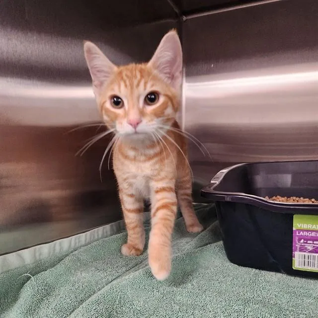 A young medium-sized male Domestic Short Hair cat named Logan for adoption in Huntsville, AL
