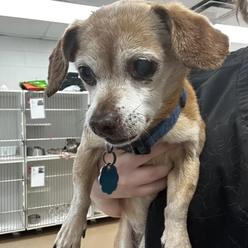 A senior small-sized female Brown / Chocolate Mixed Breed dog named Pumpkin for adoption in Gadsden, AL