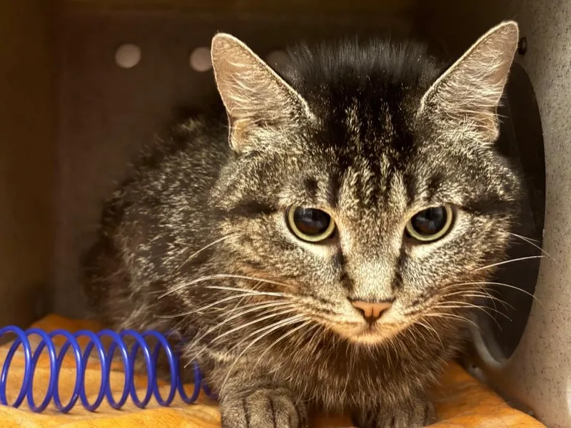 A young small-sized female Tabby cat named Agate for adoption in Powell, OH