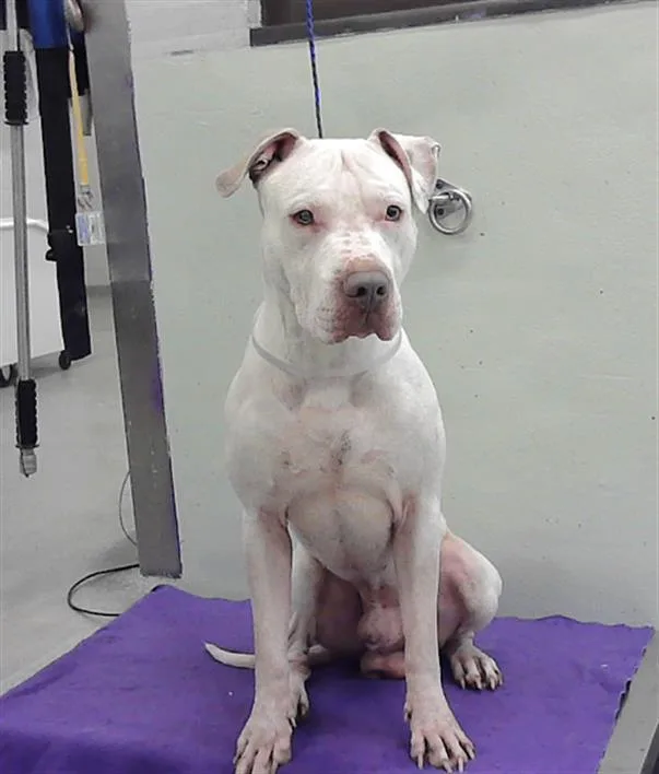 An adult large-sized male Staffordshire Bull Terrier dog named Gill for adoption in Houston, TX