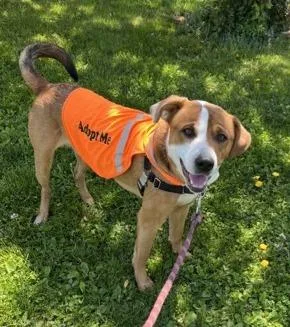 An adult large-sized male Hound dog named Michael With A B for adoption in Madison, NJ