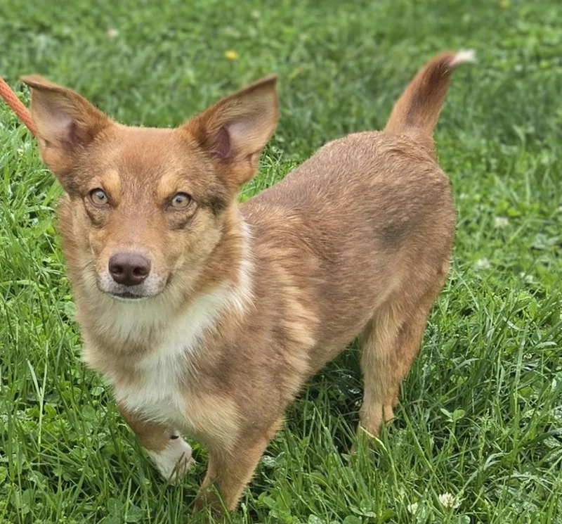 A young small-sized female Corgi dog named Mimi for adoption in Coatesville, PA