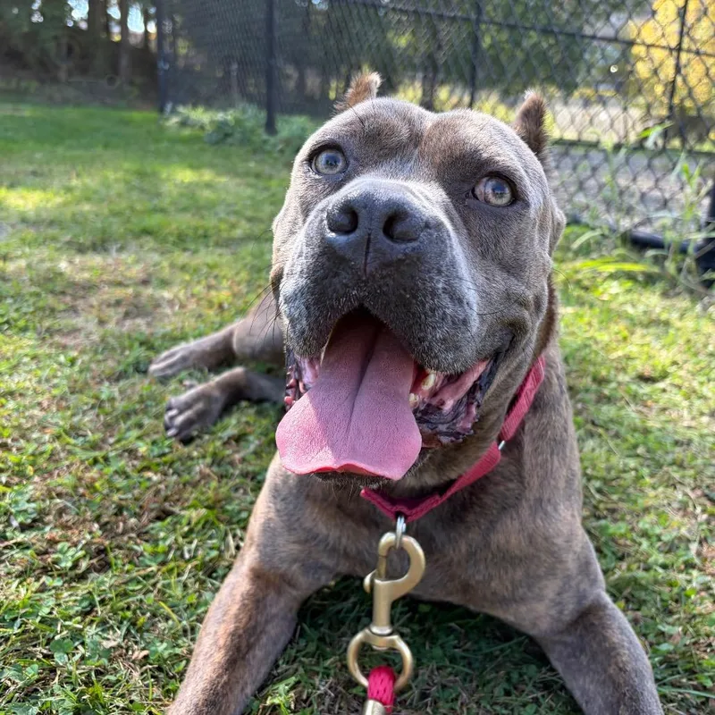 An adult large-sized male Gray / Blue / Silver Mixed Breed dog named Boo for adoption in Pittsburgh, PA