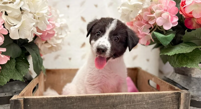A baby medium-sized female Black Pomsky dog named Sugar for adoption in Newberg, OR