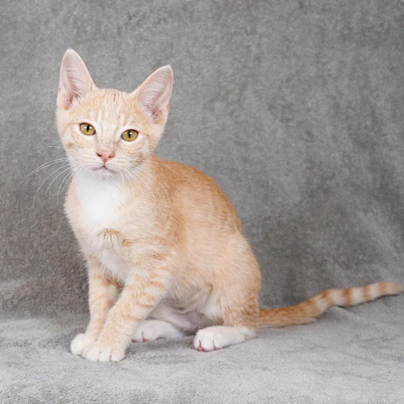 A baby small-sized female Buff / Tan / Fawn Domestic Short Hair cat named Pakora for adoption in Sunnyvale, CA