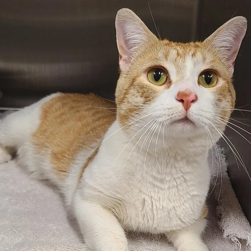 An adult medium-sized male Orange / Red Domestic Short Hair cat named David Catterfield for adoption in Oak Park, IL