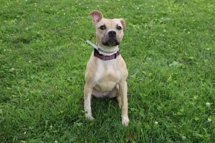 An adult medium-sized female Pit Bull Terrier dog named Yasmin for adoption in Kansas City, MO