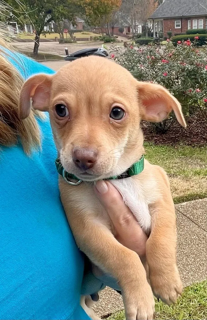 A young small-sized male Chihuahua dog named Hugo Weaver for adoption in Saunderstown, RI