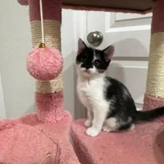 A baby medium-sized female Black & White / Tuxedo Domestic Short Hair cat named Harli for adoption in Conroe, TX