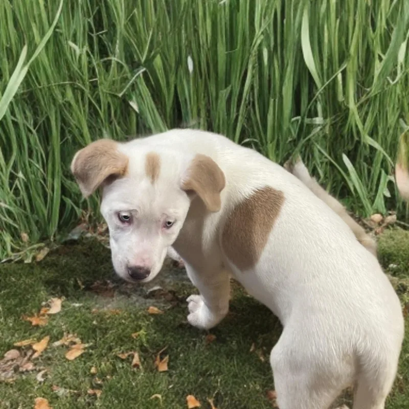 A baby medium-sized female Labrador Retriever dog named Shania Twain for adoption in Medfield, MA