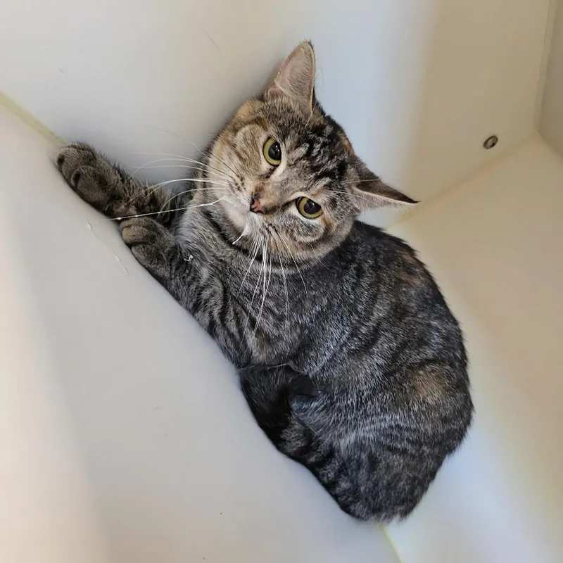 A young medium-sized female Brown / Chocolate Domestic Short Hair cat named Ravenclaw for adoption in Tulsa, OK