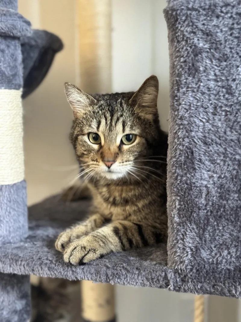 An adult medium-sized female Tabby cat named Jolene for adoption in Georgetown, KY