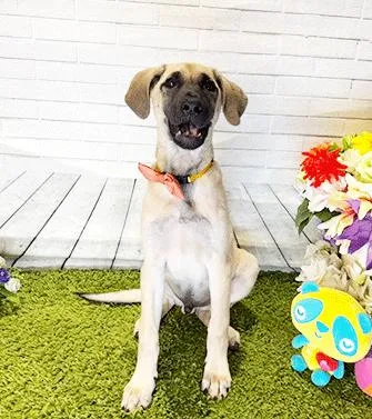 Jomo thumbnail 3