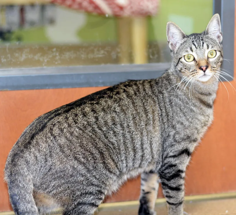 A young large-sized male Tabby cat named Ollie for adoption in San Clemente, CA