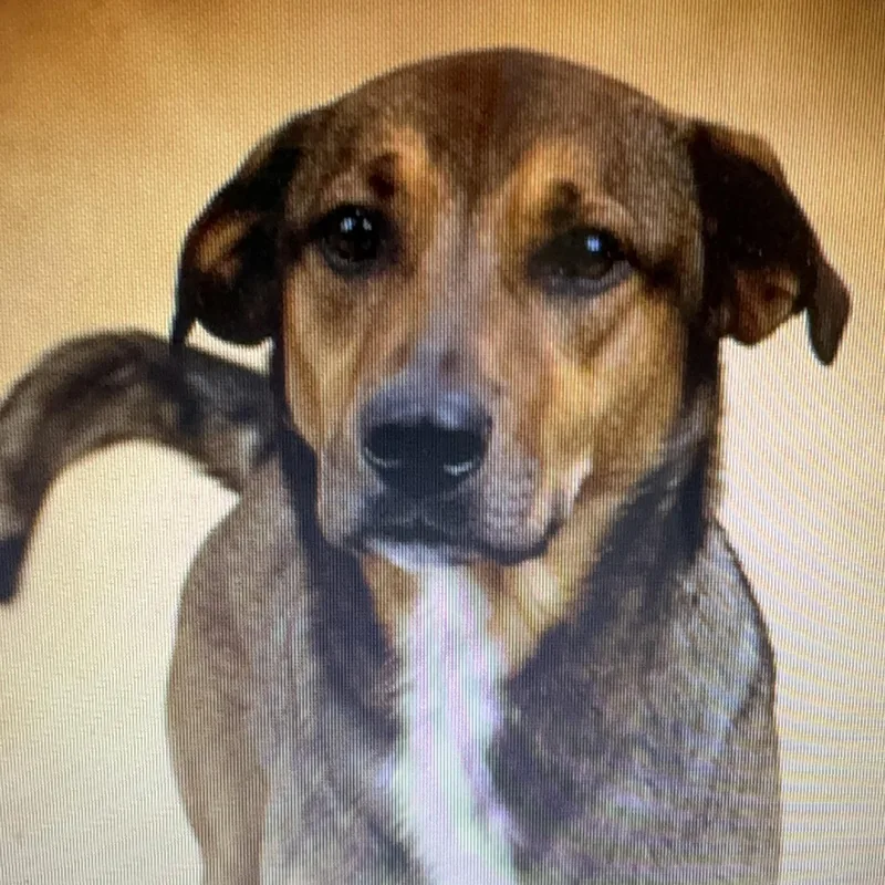 A young large-sized male Tricolor (Brown, Black, & White) German Shepherd Dog named Henry for adoption in Heber Springs, AR