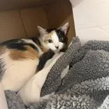 An adult medium-sized female Dilute Calico Domestic Short Hair cat named Frenchie for adoption in Hilliard, OH