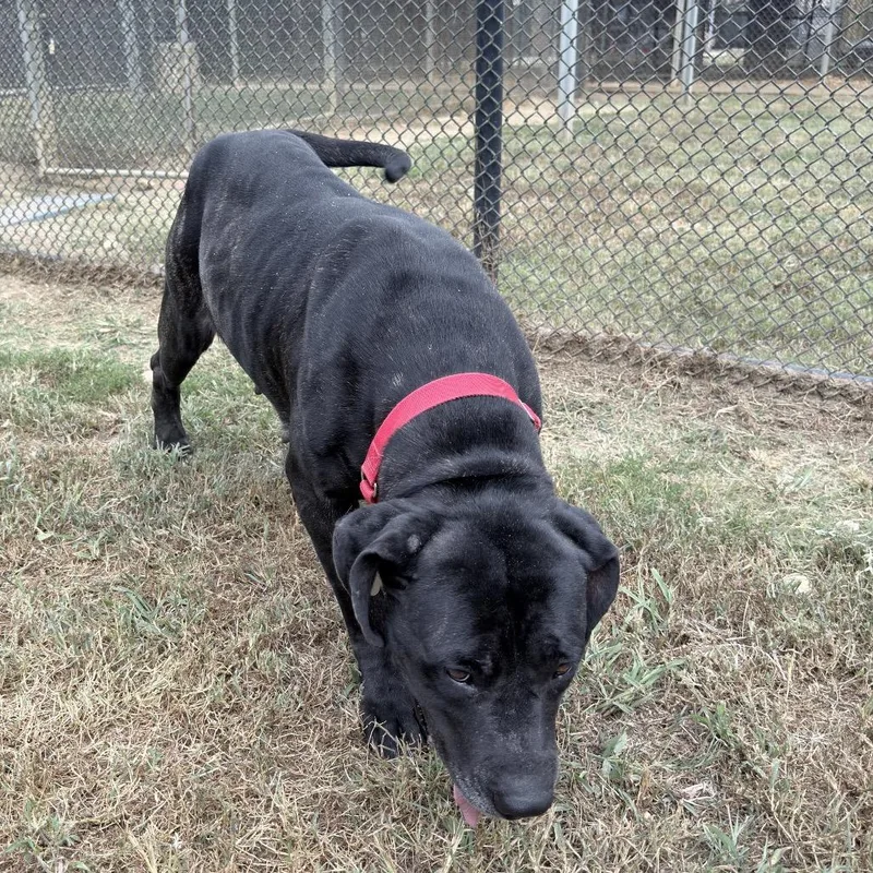 An adult extra large-sized female Black Mixed Breed dog named Jewel for adoption in Chattanooga, TN