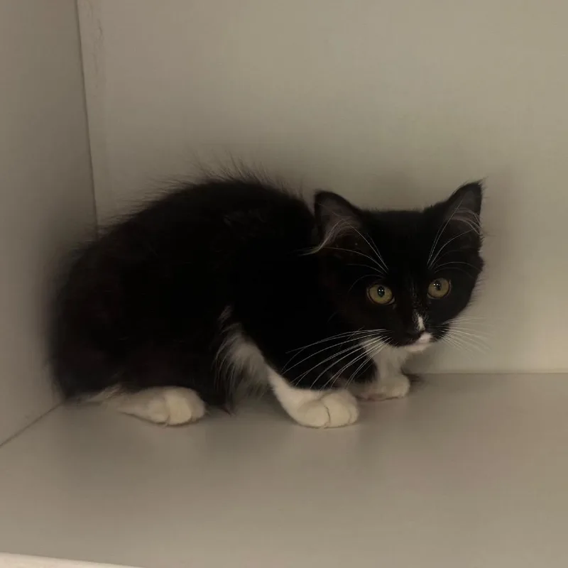A baby small-sized male Domestic Short Hair cat named King "Edmund" the Just for adoption in Easton, PA