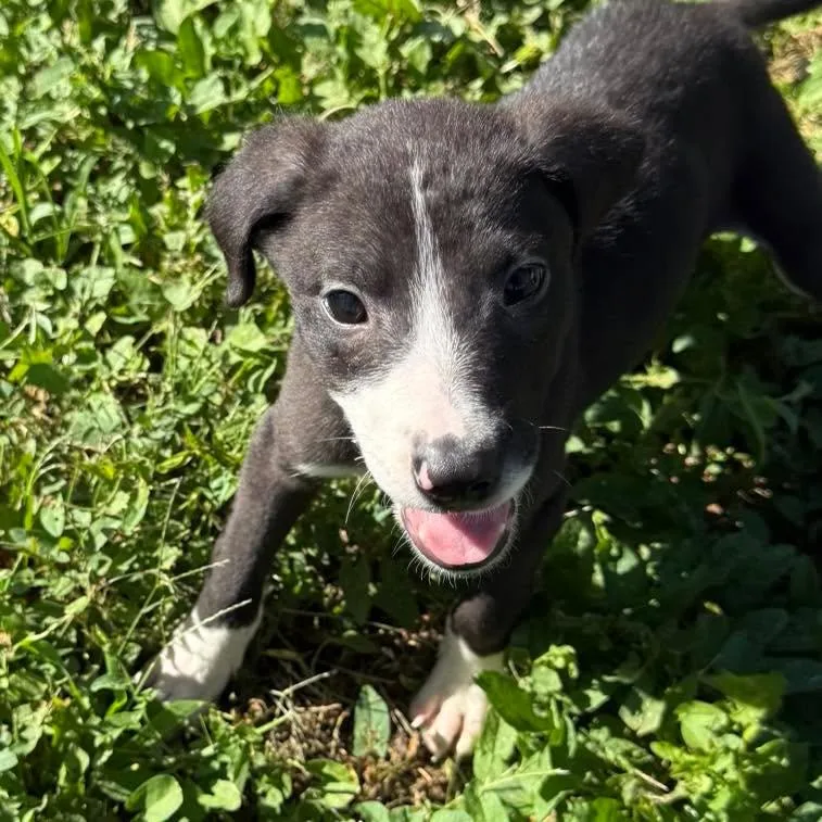 A baby large-sized male Labrador Retriever dog named Tippy for adoption in Grand Island, NE