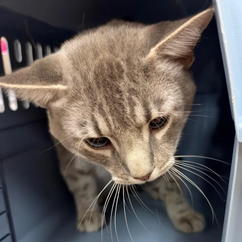 An adult large-sized male Domestic Short Hair cat named Romeo for adoption in Birmingham, AL