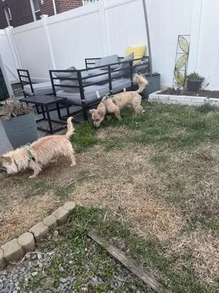 A senior small-sized female Terrier dog named Patty for adoption in Washington, DC