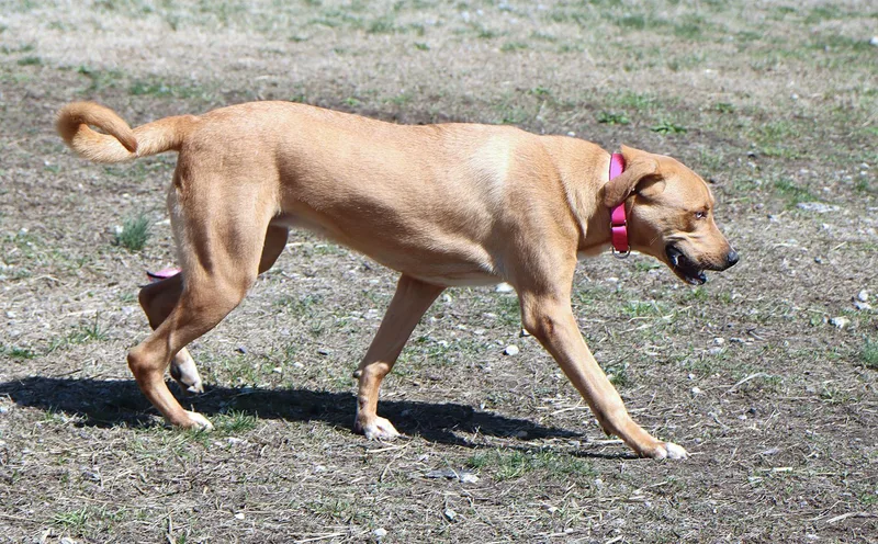 Vanelope thumbnail 3