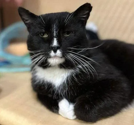 An adult large-sized male Black & White / Tuxedo Domestic Short Hair cat named Bubblez for adoption in Delran, NJ