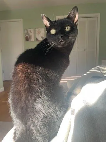 An adult small-sized female Domestic Short Hair cat named Bebe for adoption in Columbia, SC