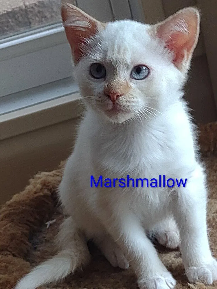 A baby small-sized female Orange & White Domestic Short Hair cat named Marshmallow for adoption in O'Fallon, MO