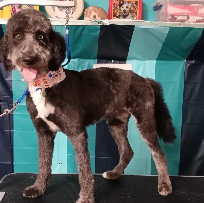 A young medium-sized female Goldendoodle dog named Bluey for adoption in Winter haven, FL
