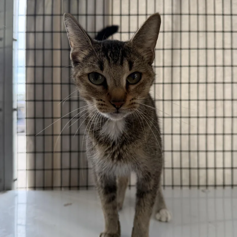A young large-sized female Domestic Short Hair cat named Bug for adoption in Oconto, WI
