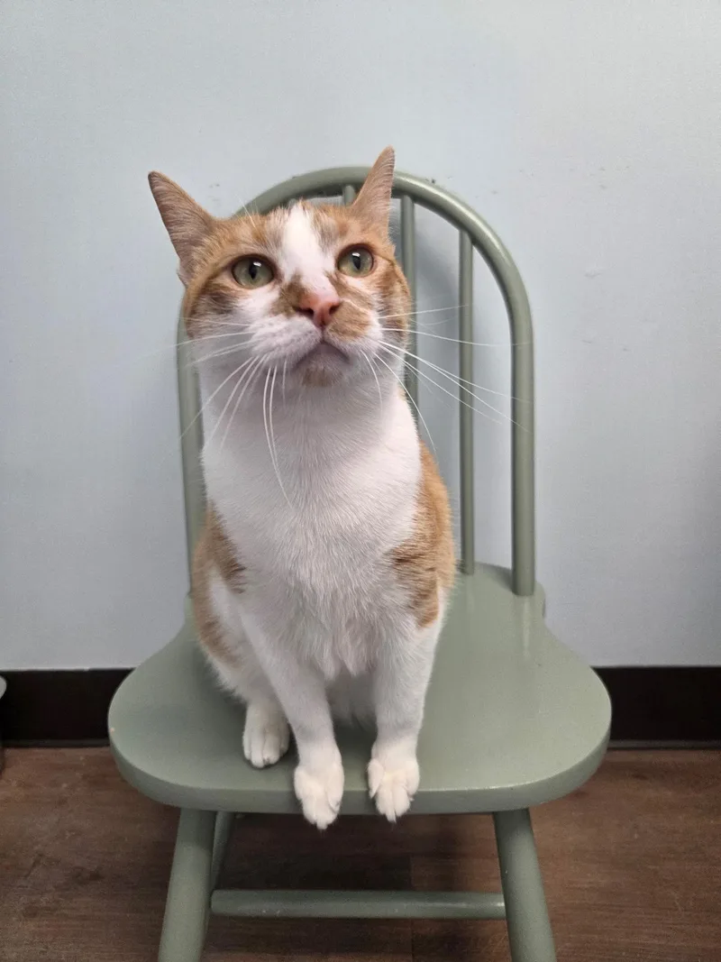 An adult medium-sized male Tabby (Orange / Red) Domestic Short Hair cat named Keys for adoption in Grosse Ile, MI