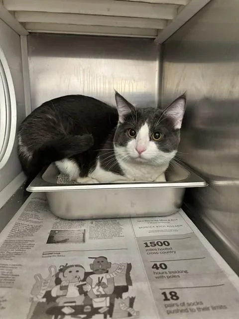 A young small-sized male Domestic Short Hair cat named Joey for adoption in Saint Peters, MO