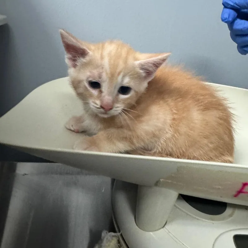 A baby small-sized male Orange / Red Domestic Short Hair cat named Kiros for adoption in Columbus, GA