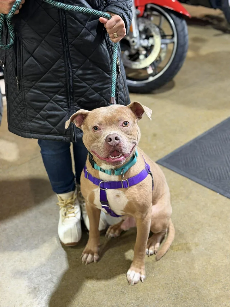 A young medium-sized male American Staffordshire Terrier dog named Beetle for adoption in Westwood, NJ
