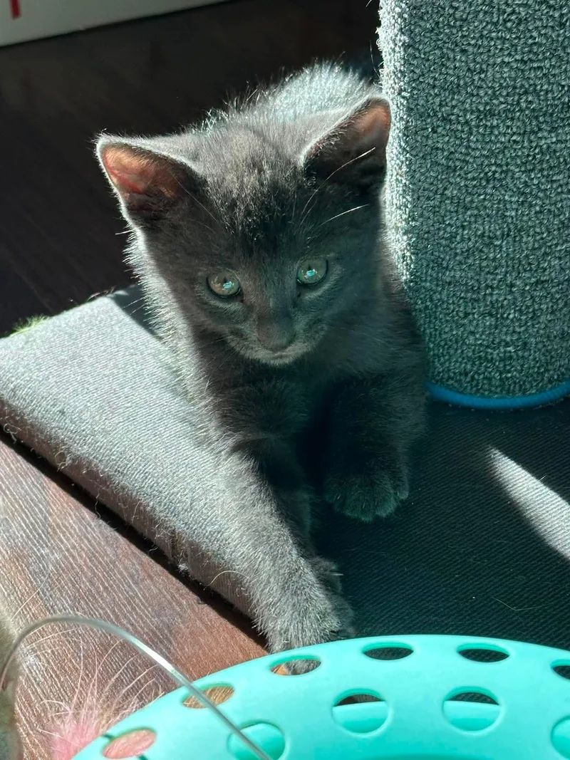 A baby small-sized female Gray / Blue / Silver Domestic Short Hair cat named Nova for adoption in Ephrata, WA