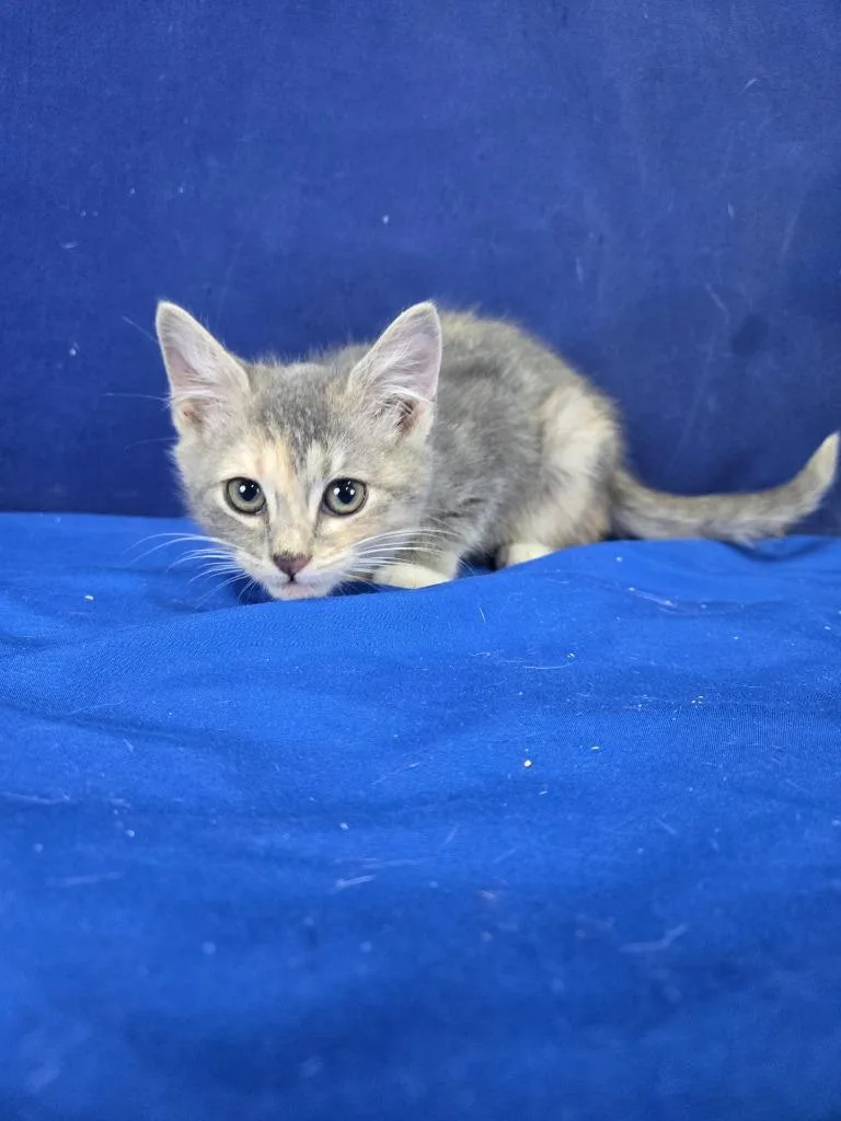 A baby medium-sized female American Shorthair cat named Silly Putty for adoption in Ruston, LA