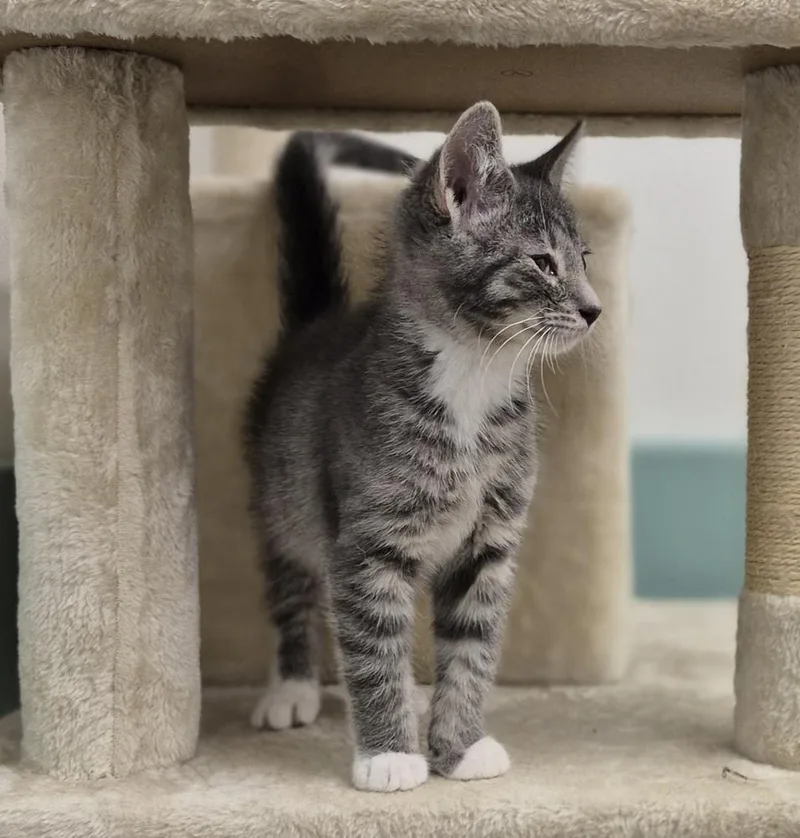 A baby small-sized male Domestic Short Hair cat named Cinder for adoption in South Bend, IN