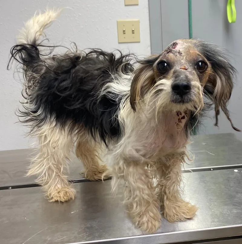 An adult small-sized female Chinese Crested Dog dog named Pipsqueak for adoption in Lockhart, TX