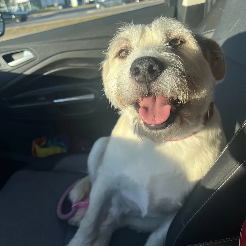 An adult medium-sized male White / Cream Terrier dog named Scruffy for adoption in Columbia, SC