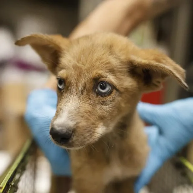A baby small-sized male Shepherd dog named Lao for adoption in San Antonio, TX