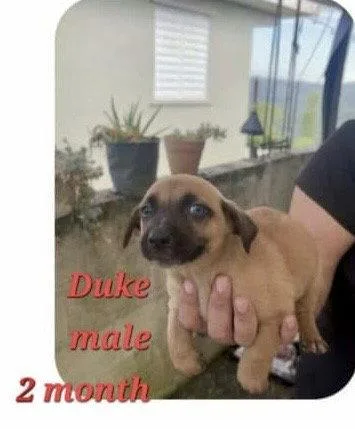 A baby small-sized male Pug dog named Duke for adoption in Virginia Beach, VA
