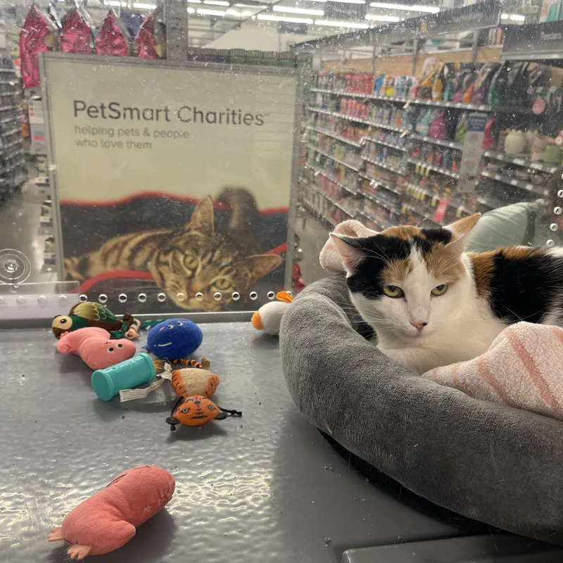 An adult medium-sized female Calico cat named Thelma for adoption in Highland, IN